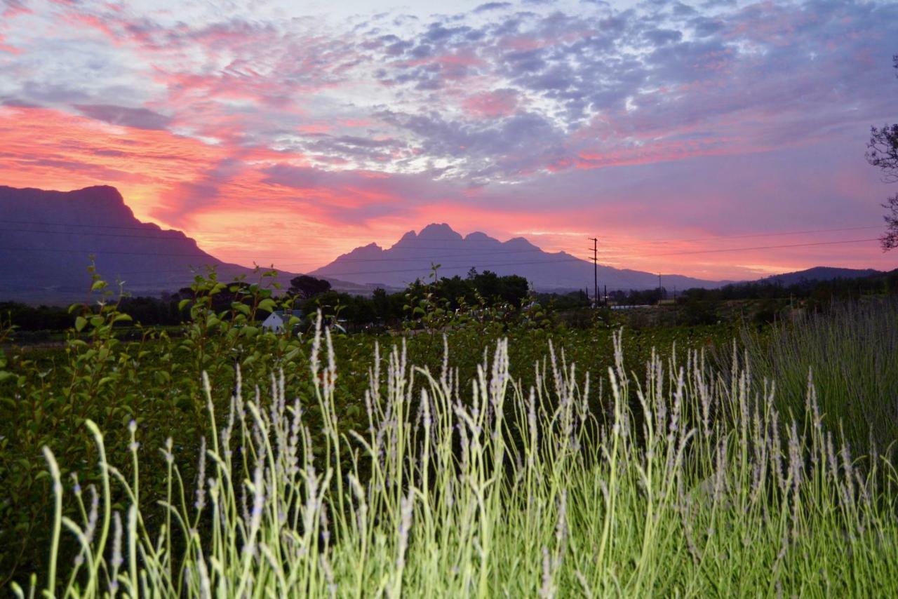 Heuwelsig Cottages Franschhoek Exteriör bild